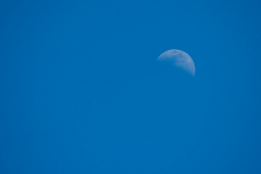 Mond