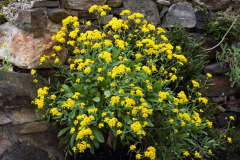 Felsensteinkraut - Edelweiss der Wachau