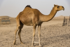 Dubai_033