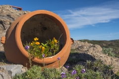 Blumentopf