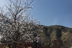 LED Baum