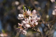Mandelblüte