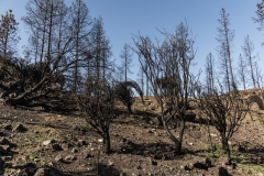 Waldbrand