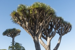 Botansicher Garten Arucas