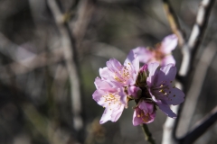 Mandelblüte