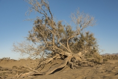 Maspalomas