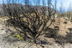 Waldbrand