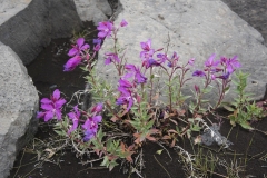 Island_20_224