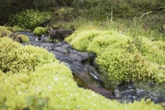 Island_20_521