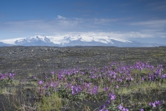 Island_20_854
