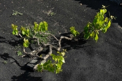 Lanzarote_2022_kl-15