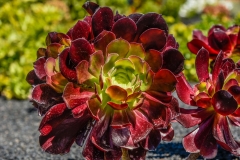 Lanzarote_2022_kl-252