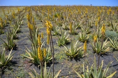 Lanzarote_2022_kl-275