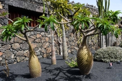Lanzarote_2022_kl-323