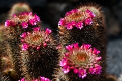 Lanzarote_2022_kl-373