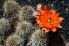 Lanzarote_2022_kl-387