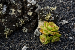 Lanzarote_2022_kl-80