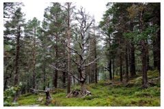 Norwegen16_W_719