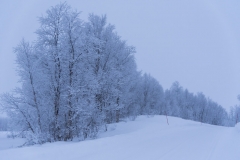 Winter Wonder Land