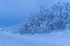 Winter Wonder Land