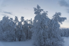 Winter Wonder Land