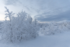 Winter Wonder Land