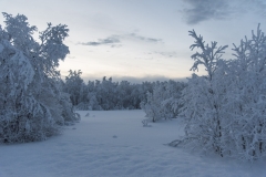 Winter Wonder Land