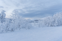 Winter Wonder Land