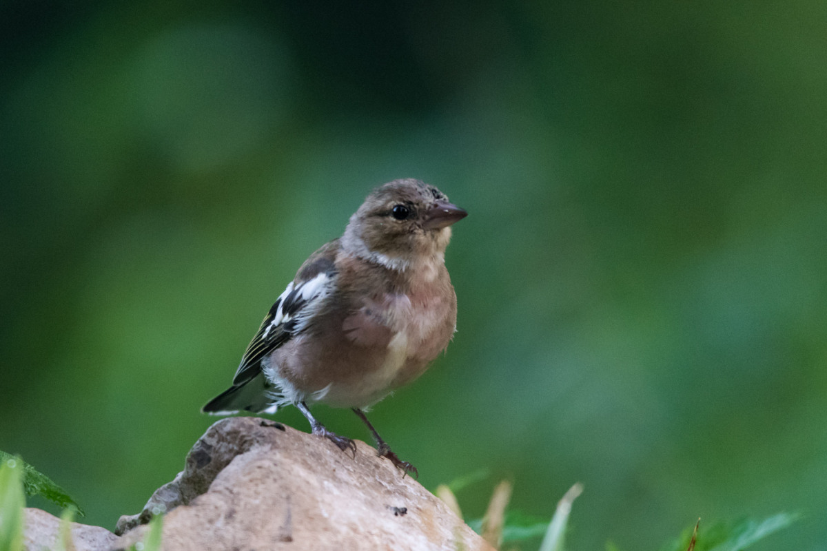 Slowenien_500_098