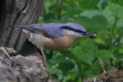 Slowenien_500_087