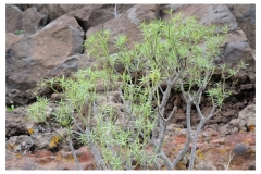 Teneriffa_004