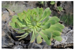 Teneriffa_025
