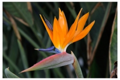 Teneriffa_049