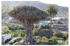 Teneriffa_059