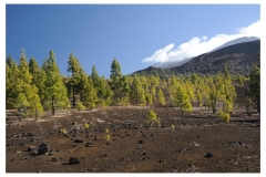 Teneriffa_265