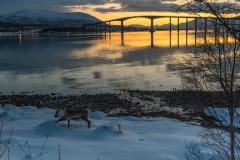 troms_2021_0388
