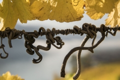Wachau_Okt_19_028