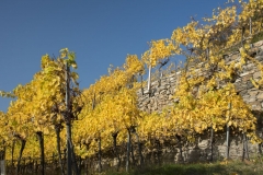 Wachau_Okt_19_034