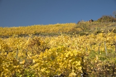 Wachau_Okt_19_046