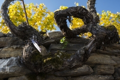 Wachau_Okt_19_050