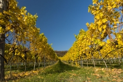 Wachau_Okt_19_058
