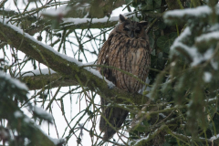 Waldohreule_048