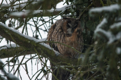 Waldohreule_055