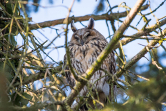 Waldohreule_066
