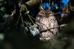 Waldohreule_077