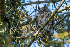 Waldohreule_078