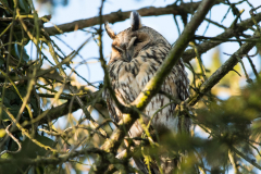 Waldohreule_092